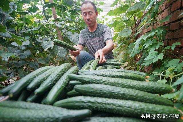 霜霉病和细菌性角斑病会使叶片上产生病斑，症状很相似如何辨别？10