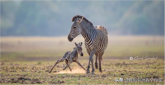 狮子的世界