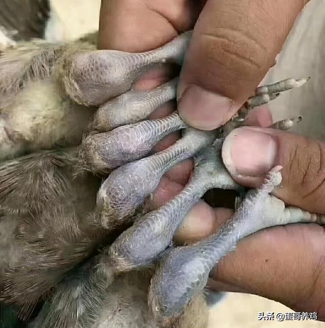 炎症型鸡皮肤用什么药