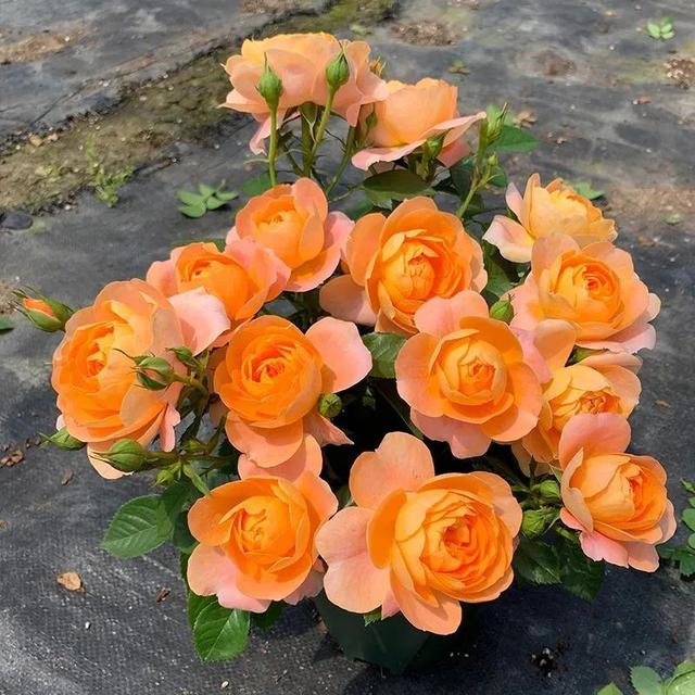 月季花的品种