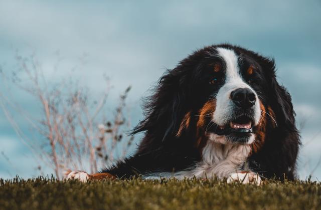 伯恩山犬