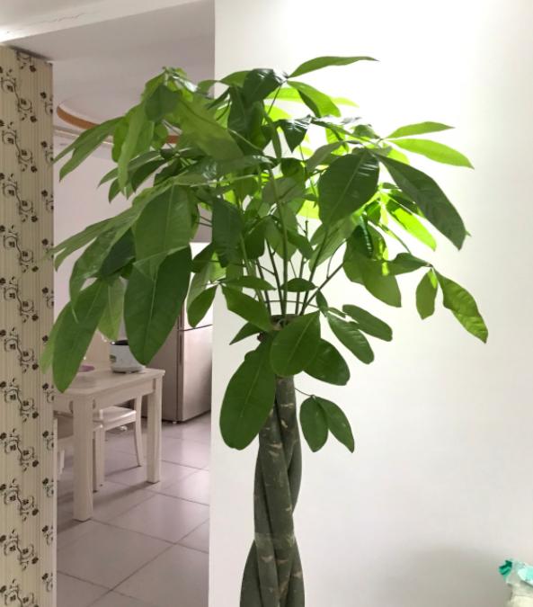 发财树的养殖 发财树的养殖（发财树的养殖方法和注意事项叶子发黄原因） 生活