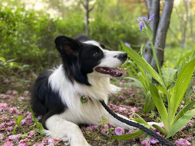 边境牧羊犬论坛