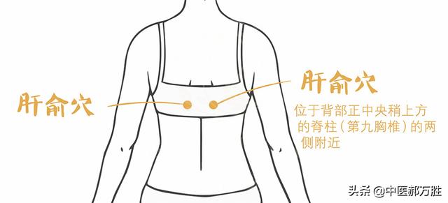 人体的养肝“对穴”肝俞和胆俞，养肝护肝疏肝利胆作用更强