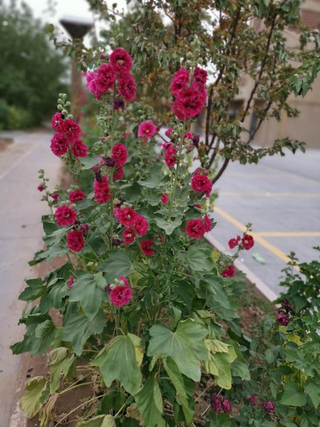 草本植物 草本植物（草本植物染发剂） 生活