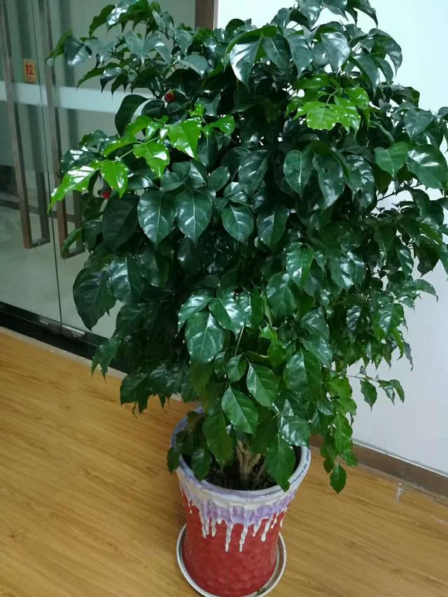 观叶植物