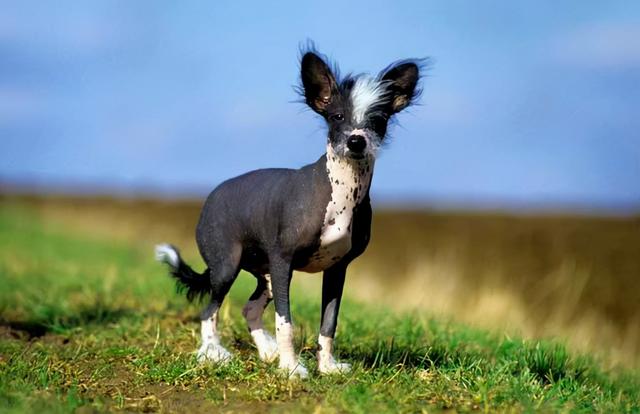 犬中型犬古代英國牧羊犬大麥町犬臘腸犬鬥牛梗獵兔犬惠比特犬貝靈頓梗