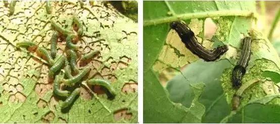 草莓移栽后，小心根茎叶被害虫啃光！要重点防治蓟马、蝼蛄、地蚕3