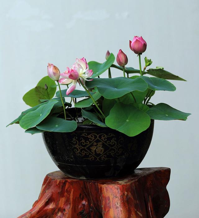 水培鱼缸