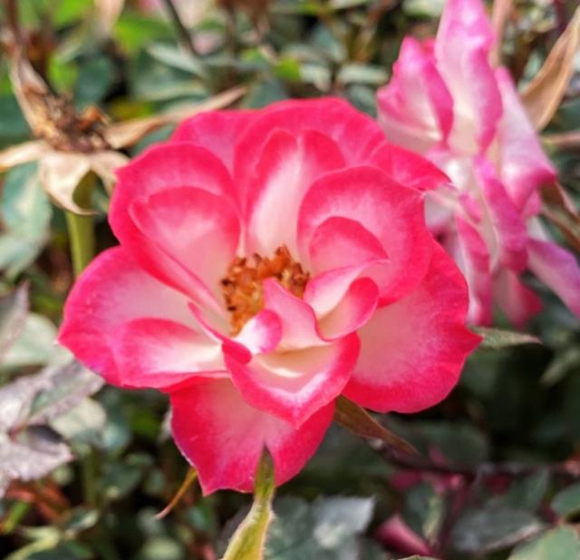 月季花品种