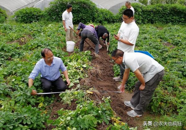 紫土豆（紫土豆与普通土豆区别）