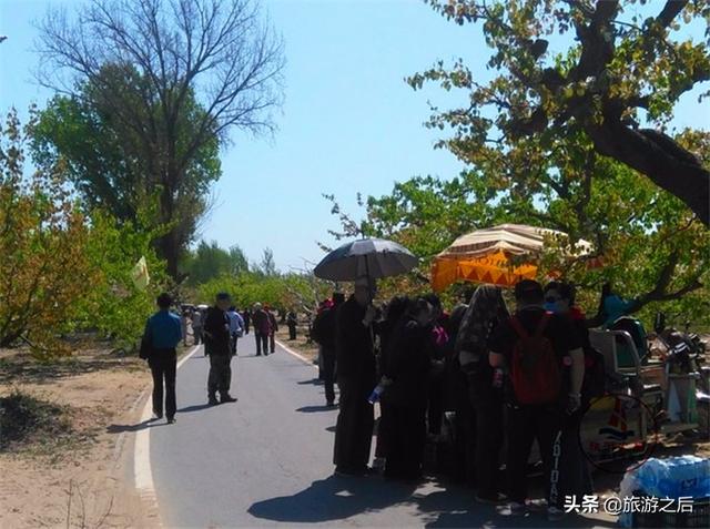 漂亮的庞各庄万亩梨园，北京面积最大古梨树群，赏梨花的好去处4