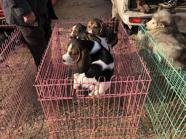 比格犬多少钱
