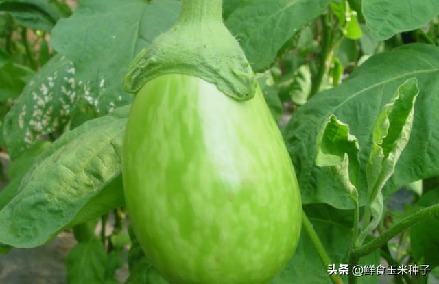 茄瓜果类蔬菜夏季高温期常见生理性障碍及防治措施21