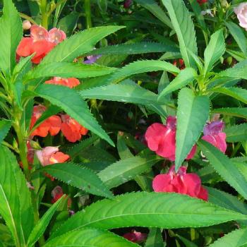 凤仙花的种植方法 凤仙花的种植方法（凤仙花的种植方法是什么） 生活