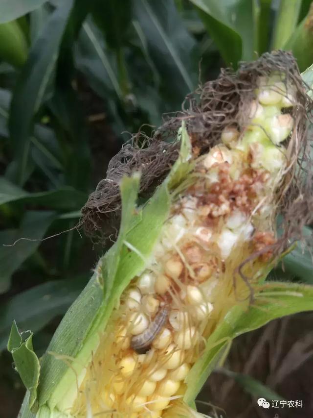 玉米螟生物防治技术，太实用啦3