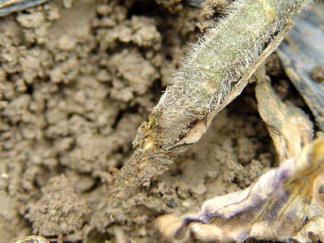 番茄立枯病防治方法-农资百科网