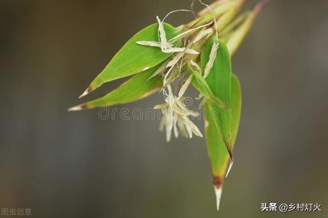 “竹子开花，人要搬家”？为什么在民间会有这种说法？
