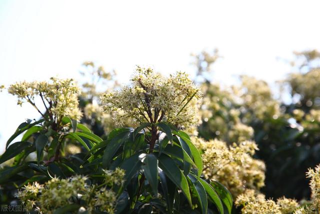 荔枝如何控梢促花2