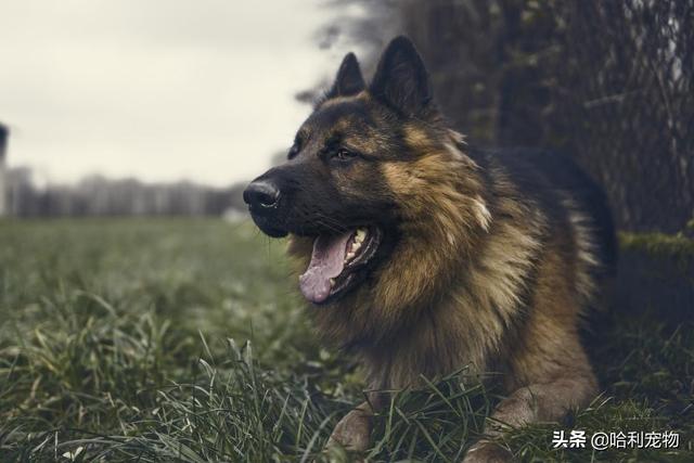 西德犬（西德犬与东德犬杂交）