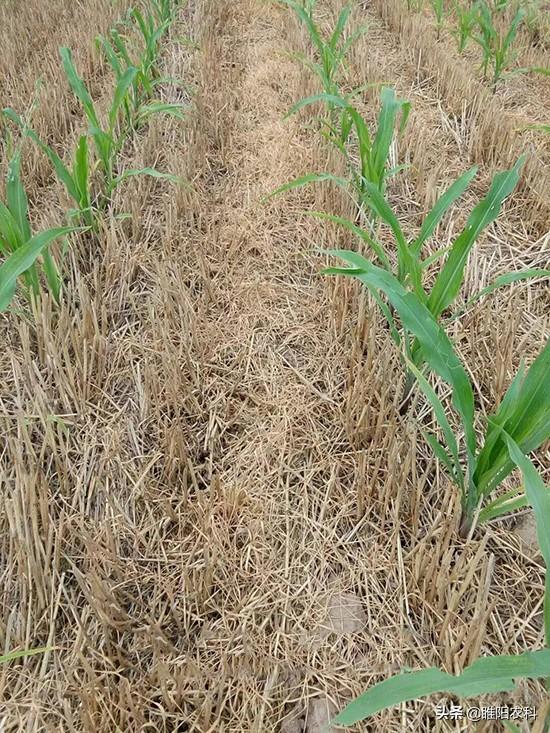 玉米田最安全的除草剂，几乎所有玉米品种都可用，除草干净又彻底5