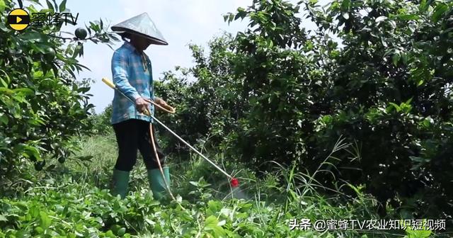 2,4-D浓度不同作用差异大，使用有诀窍3