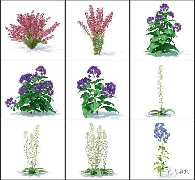 「素材」野生园艺植物树木绿色花朵3D模型素材C4DMAXFBXOBJ