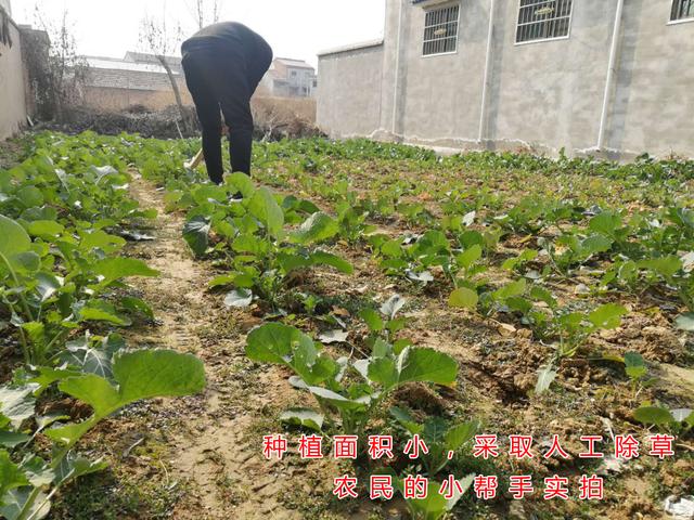 油菜除草有技巧，这几种除草剂，除草效果好，种植户使用多3