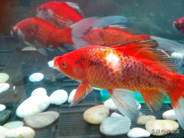 热带鱼鳞脱落