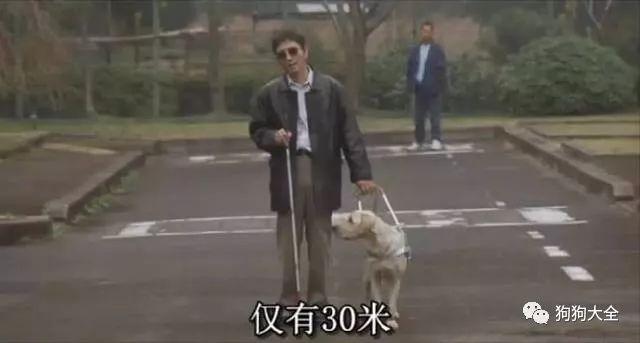 金毛猎犬电影