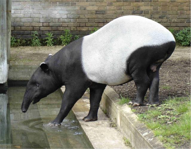 鱼鳞上树