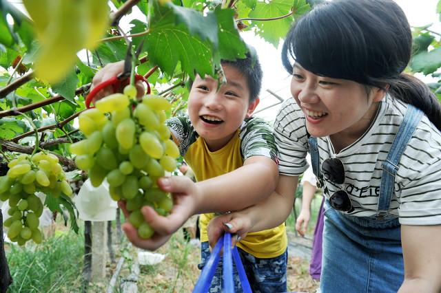 农村种植这2种农作物可亩收入1万，适合回乡青年创业，嫌麻烦别干6