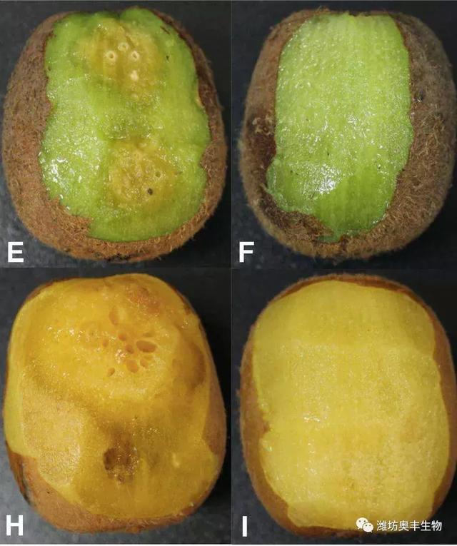 猕猴桃常见病害的识别，这里有图教您辨别