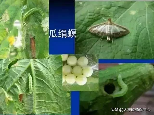 13个药效翻倍的混配杀虫“药方”！太厉害了！杀虫又杀卵3