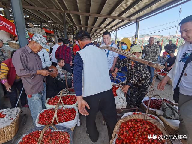 烟台大樱桃早熟品种批量上市，看张格庄市场的收购场景6