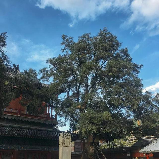 大同立轴制砂机厂家