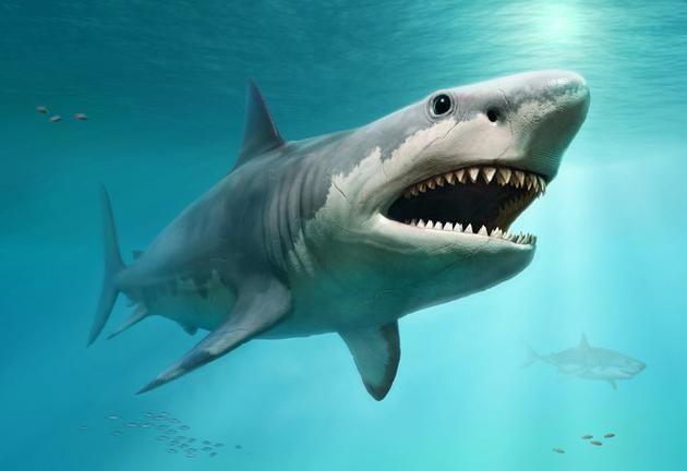 古代最大的鲨鱼图片