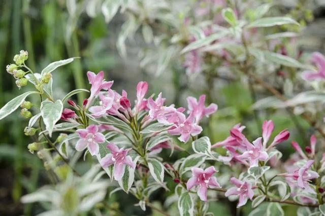 锦带花 锦带花（锦带花和海仙花的区别） 生活