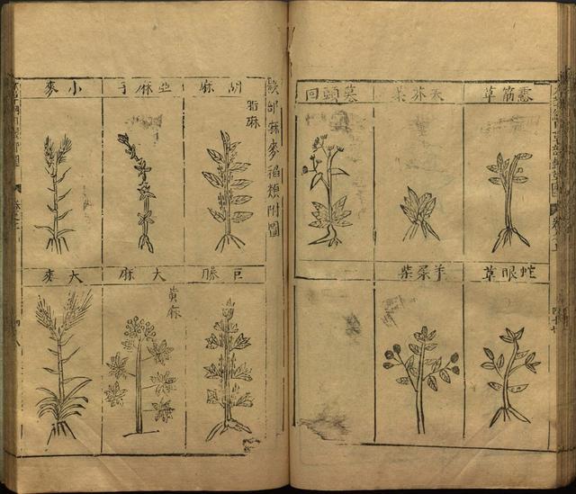 李时珍巨著《本草纲目》插图上卷（1596年刻本）