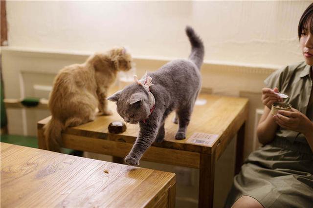 猫咖市场规模分析图(猫咖市场前景的数据分析)