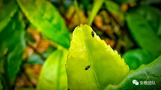 茶蓟马的生物防治3