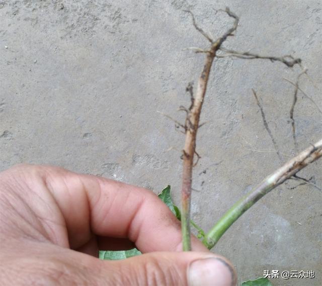 夏季高温多雨豆角烂根枯死，可能是根腐病，教你3个方法解决