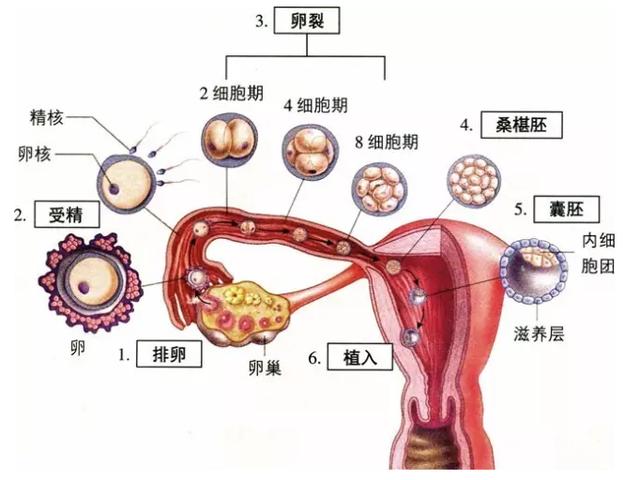 怀孕吃药了怎么办