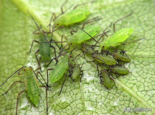 吡蚜酮这个小配方，专杀蚜虫、飞虱、粉虱等害虫，持效期长达8周