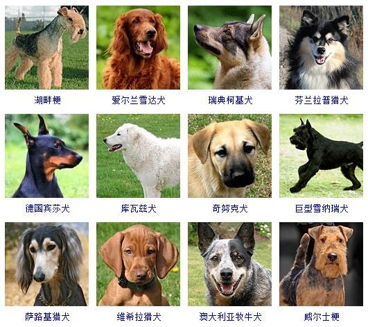 宠物犬种类