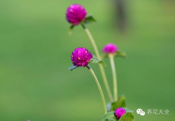 花卉种植