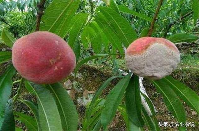 桃树种植病害的发生特点，及无害防治技术分析，果农朋友一起学学3