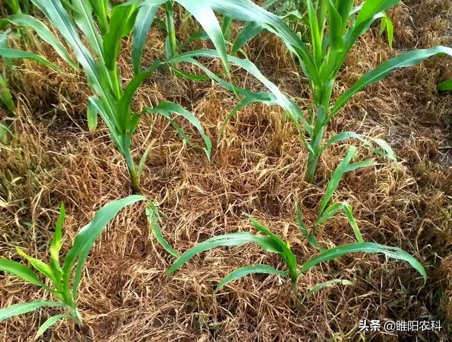 这个玉米田最安全效果最好的除草剂，所有玉米品种10叶前都可使用