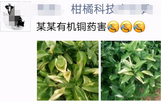 细菌性病害爆发，用药防治一定要注意几个方面3