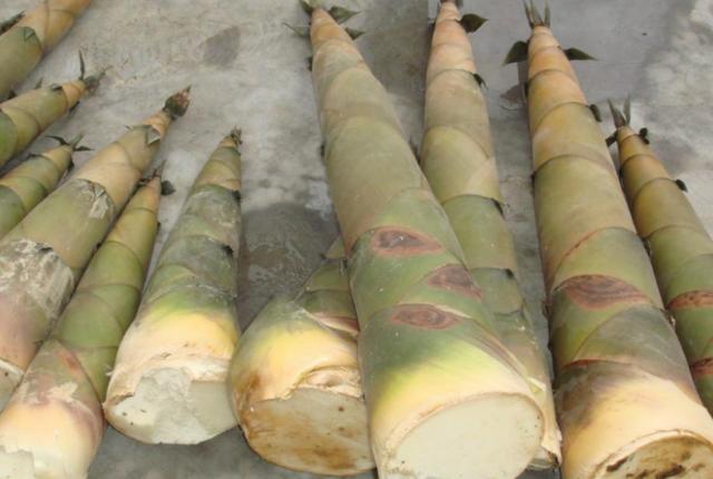 坚持一天吃一个苹果，胃病可以好转吗？